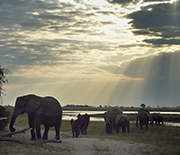 Elephants share the Chobe River floodplain with the human residents of the area.